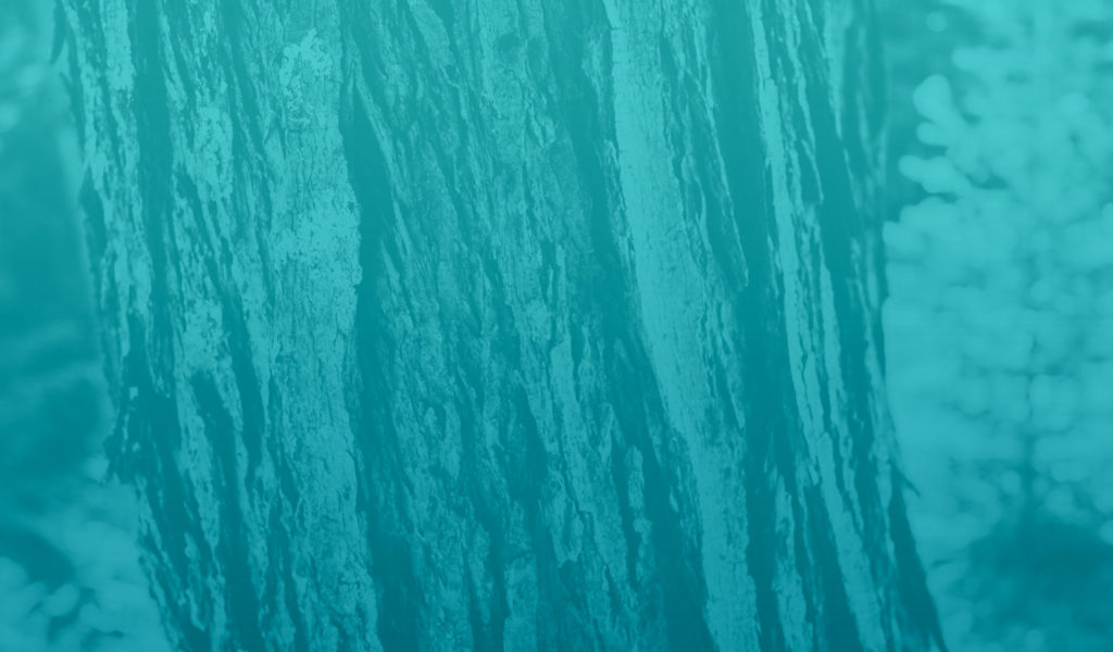 teal-bg-bark