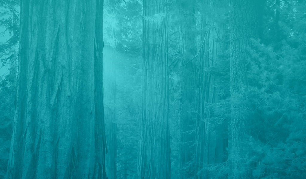 teal-bg-forest-A