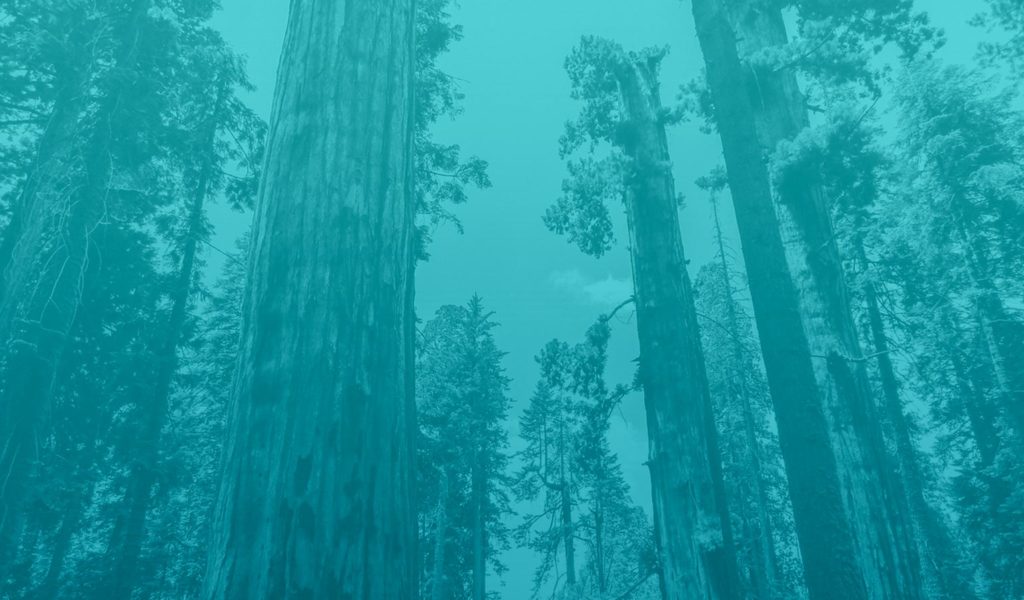 teal-bg-forest-B